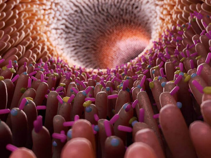 Microscopic view of Lactobacillus bacteria in the human gut, showing rod-shaped probiotic bacteria essential for gut health and digestion.