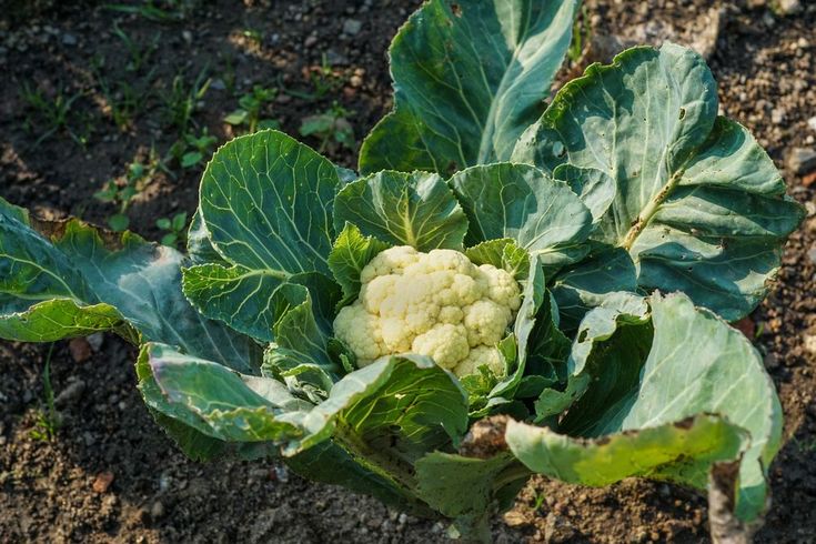 Cauliflower leaves as Vegan sources of iron